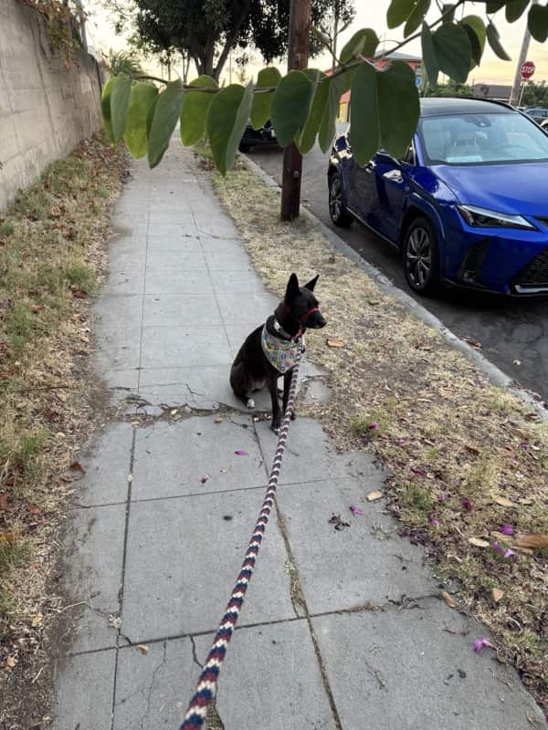 A picture of a black dog named Bowie sitting, taken on August 23 2025 at 6:36 am
